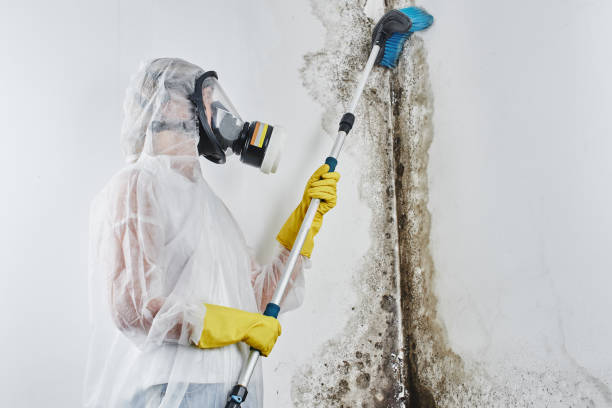 Best Attic Mold Removal  in Johnstonville, CA