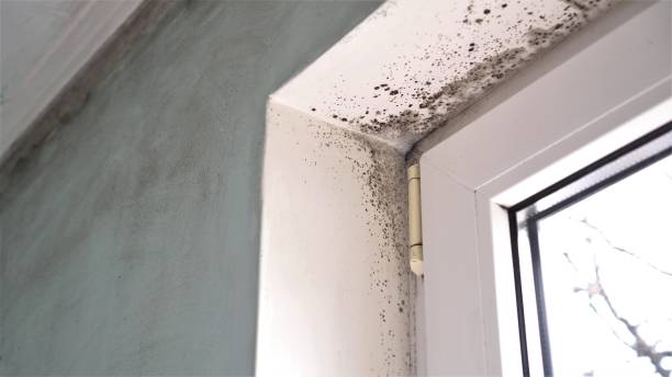 Best Mold Testing  in Johnstonville, CA