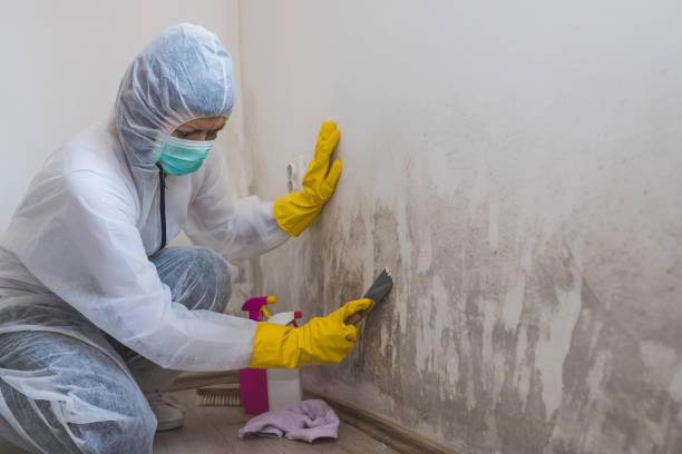 Best Local Mold Removal Service  in Johnstonville, CA