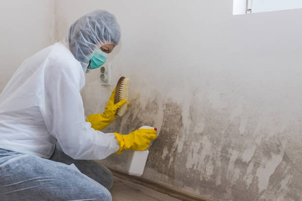 Best Best Mold Removal Companies  in Johnstonville, CA