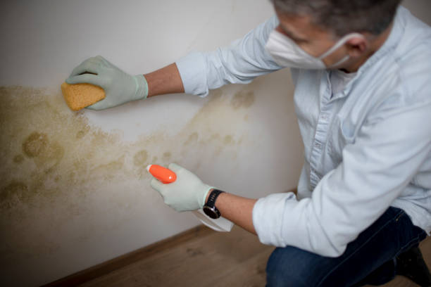 Best Local Mold Removal Service  in Johnstonville, CA