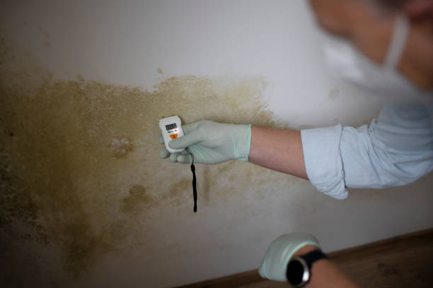 Best Mold Removal and Inspection  in Johnstonville, CA