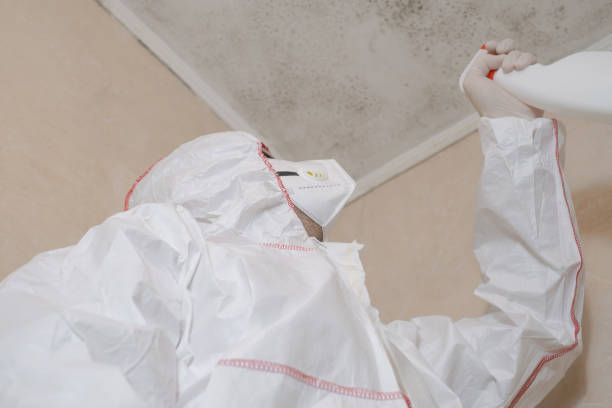 Best Commercial Mold Removal  in Johnstonville, CA