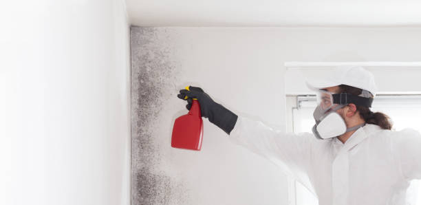 Best Mold Testing and Removal  in Johnstonville, CA