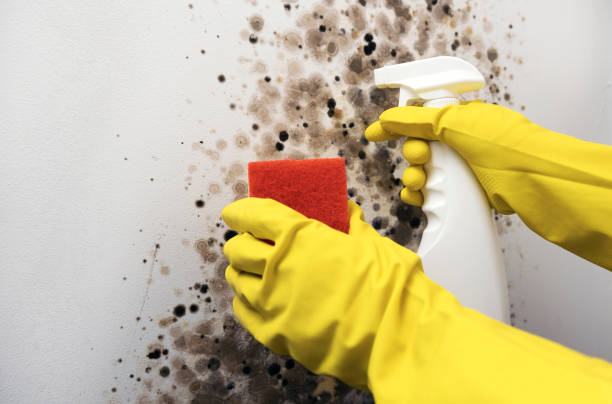 Best Mold Testing  in Johnstonville, CA