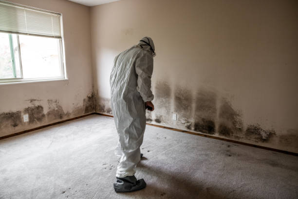 Best Professional Mold Removal  in Johnstonville, CA