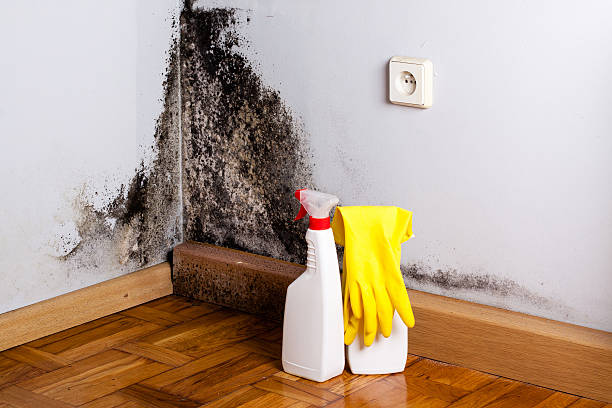 Best Office Mold Removal Services  in Johnstonville, CA