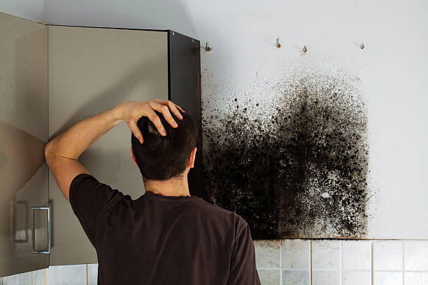 Best Same-Day Mold Removal  in Johnstonville, CA