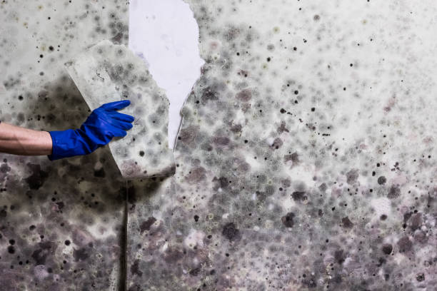Best Mold Remediation  in Johnstonville, CA