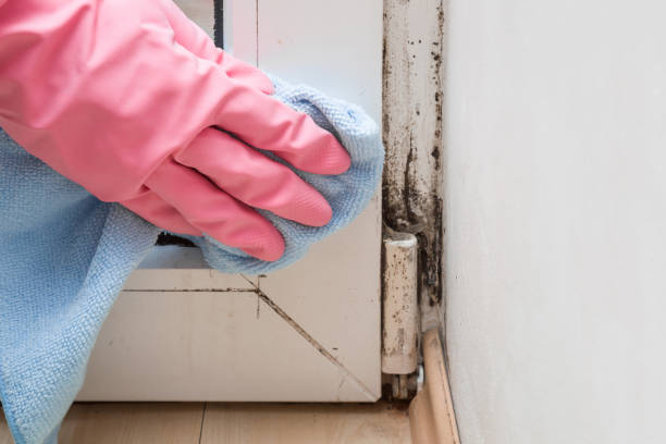 Best Certified Mold Removal  in Johnstonville, CA