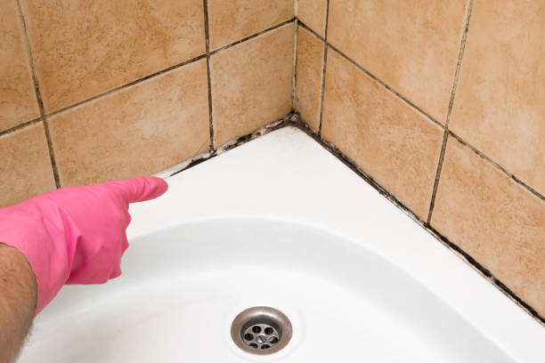 Best Best Mold Removal Companies  in Johnstonville, CA