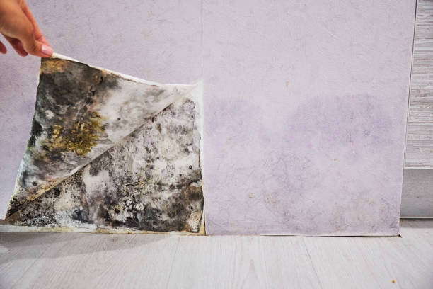 Best Attic Mold Removal  in Johnstonville, CA
